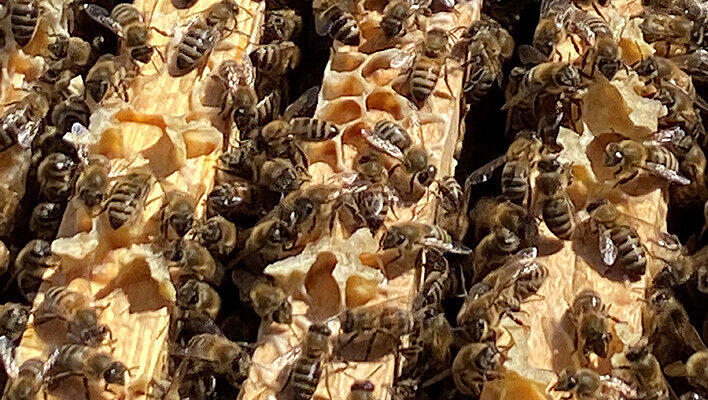Die Bienen werden hier liebevoll als "Glücksbienen" bezeichnet. In der Hochsaison sind es bis zu 150.000 Stück. Die Bienen werden hier liebevoll als "Glücksbienen" bezeichnet. In der Hochsaison sind es bis zu 150.000 Stück.
