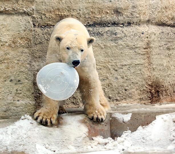 ... und auch Eisbär Yoghi fühlen sich pudelwohl im Schnee.