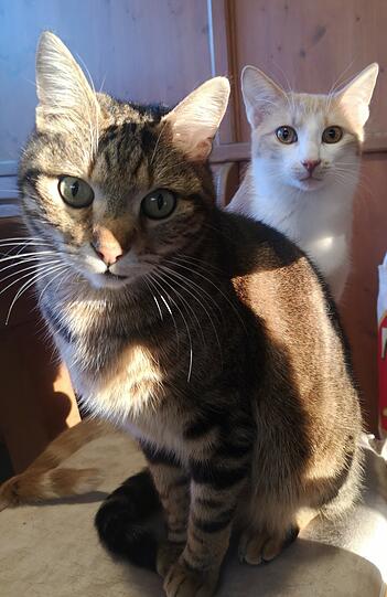 Stanley und Franz