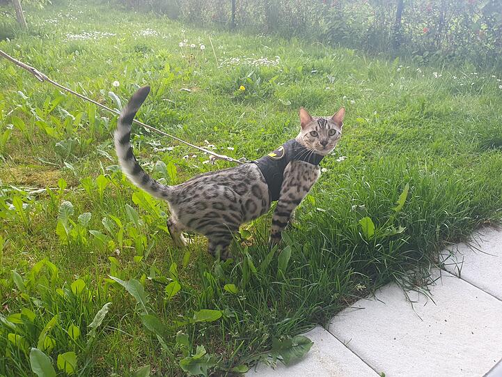 Saphir