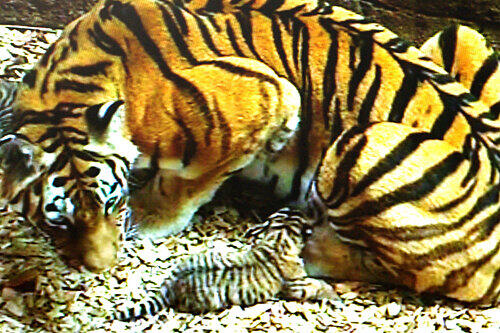 So winzig sind die wenige Tage alten Tiger-Babys.