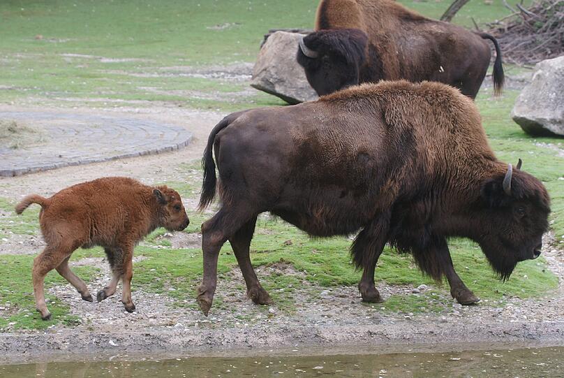 Seltener Waldbison-Nachwuchs im Tierpark Hellabrunn: So süß sind die Kälber Monsun und Marla. Die Bilder aus dem Zoo