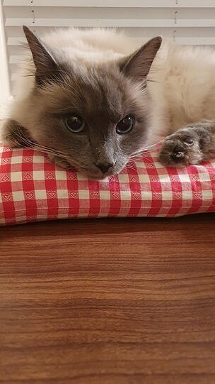 Finnie