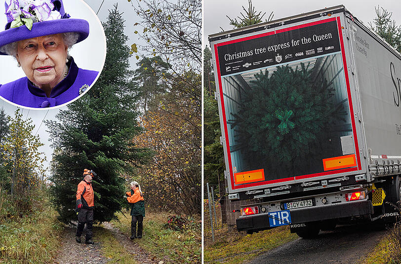 Royaler Christbaum-Export: Hier wird die Nordmanntanne aus Coburg für die Queen zum Abtransport bereit gemacht.