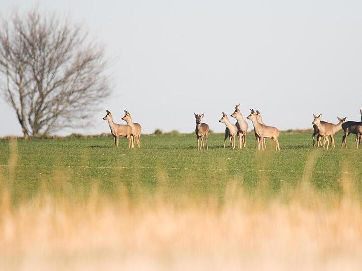 Rehe schnuppern in der milden Luft eines sonnigen Tages auf einem Feld in der Region Hannover.