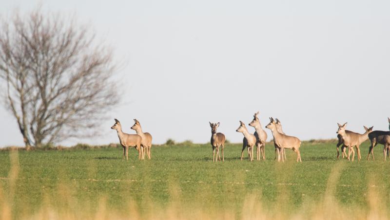 Rehe schnuppern in der milden Luft eines sonnigen Tages auf einem Feld in der Region Hannover. Rehe schnuppern in der milden Luft eines sonnigen Tages auf einem Feld in der Region Hannover.
