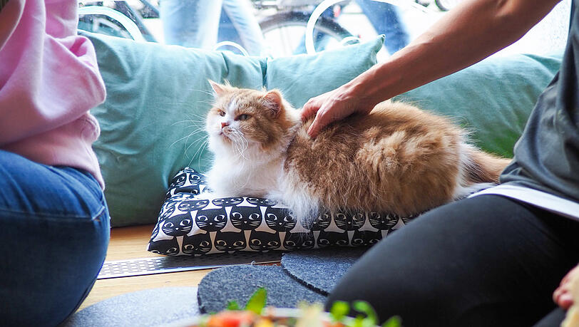 Vegane Küche und ganz viele Streicheleinheiten: Das ist das Konzept des Katzentempels, den es bereits an sechs Standorten gibt.