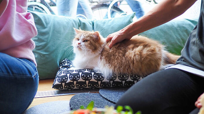 Vegane Küche und ganz viele Streicheleinheiten: Das ist das Konzept des Katzentempels, den es bereits an sechs Standorten gibt.