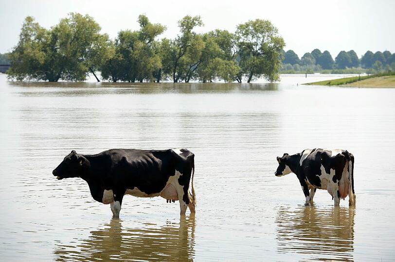 Auf dieser Weide in Xanten steht das Wasser.