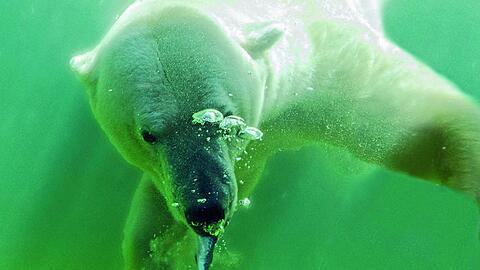 Eisbär Yoghi ist wieder da - aber er kränkelt.