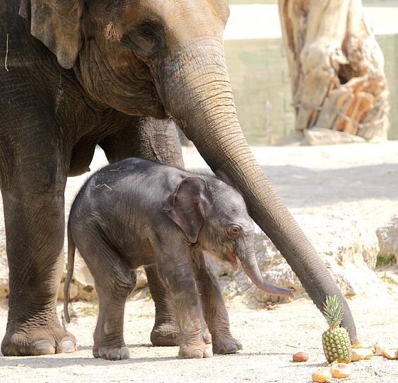 Die erste Schritte im Freien: Der Baby-Elefant im Außengehege.