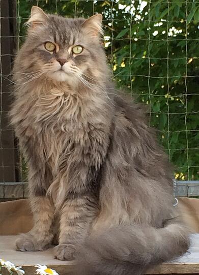 Sammy