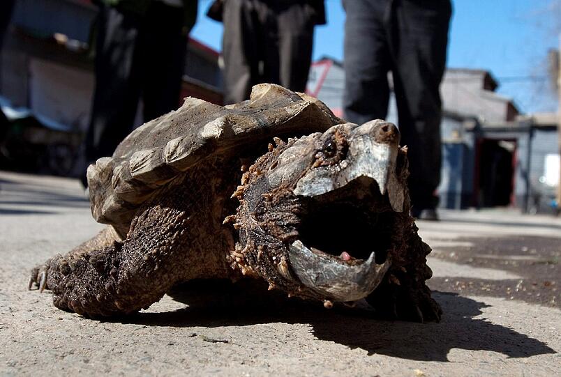 Auch drei Geierschildkröten (Foto), ein Dutzend Schnappschildkröten und sogar zwei Alligatoren sind nun in Freimann untergebracht.