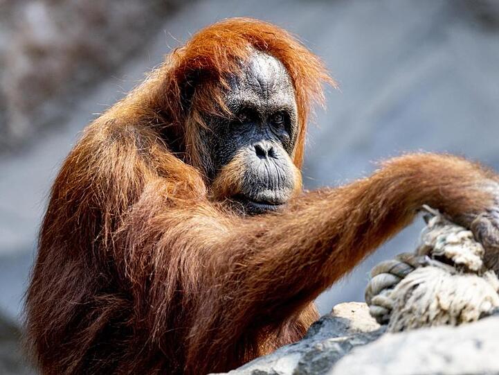 Die 58-jährige Orang-Utan Dame Bella ist der wohl älteste Orang-Utan der Welt.