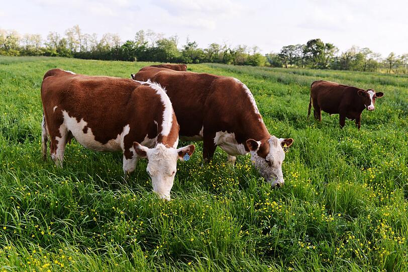 Mehr Tierwohl kann sich letztendlich auch auf den Gesundheitswert des Käses auswirken. Erwiesenermaßen enthält Milch von Kühen, die auf der Weide leben, mehr Nährstoffe. Bio-Kühe leben zwar nicht komplett auf der Weide, haben aber zumindest mehr Freigang als konventionell gehaltene. Die Milch von Kühen aus reiner Weidehaltung bezeichnet man als Heumilch (und Käse aus solcher Milch Heumlichkäse) Mehr Tierwohl kann sich letztendlich auch auf den Gesundheitswert des Käses auswirken. Erwiesenermaßen enthält Milch von Kühen, die auf der Weide leben, mehr Nährstoffe. Bio-Kühe leben zwar nicht komplett auf der Weide, haben aber zumindest mehr Freigang als konventionell gehaltene. Die Milch von Kühen aus reiner Weidehaltung bezeichnet man als Heumilch (und Käse aus solcher Milch Heumlichkäse)
