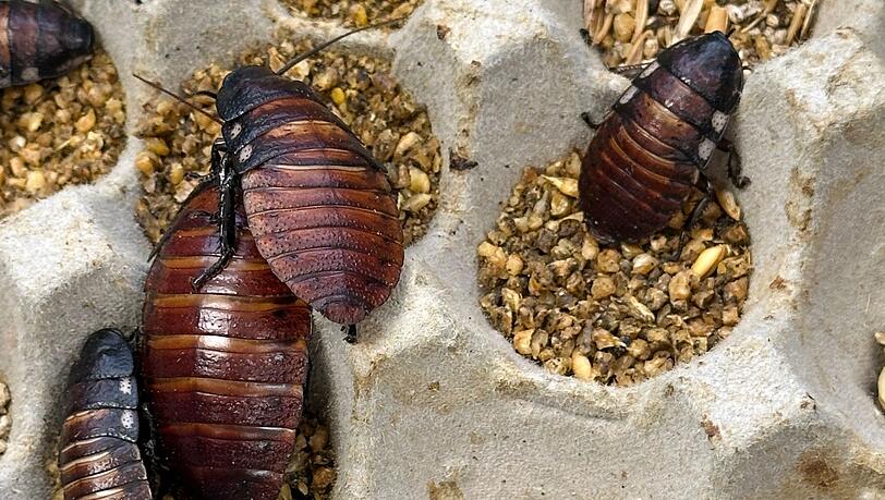 Schaben werden zumeist als Futter f&uuml;r Reptilien und andere Tiere gez&uuml;chtet.
