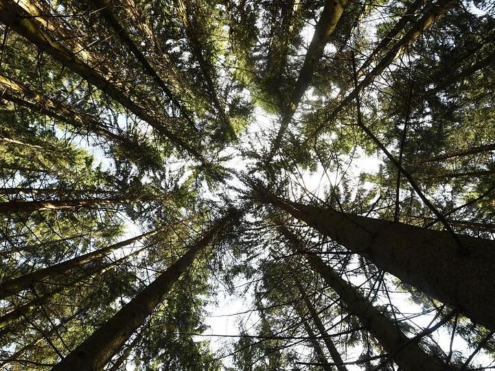 Bäume ragen in den Himmel. Foto: Uli Deck/Archivbild