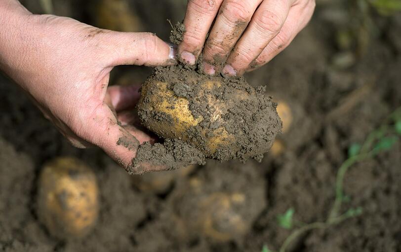 Erde ist die Grundlage unseres Lebens - wie hier beim Kartoffelanbau.
