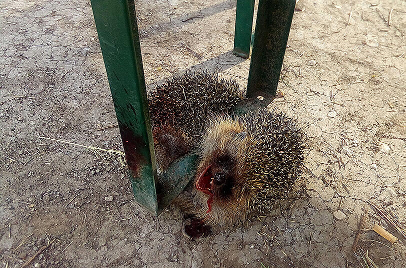 Wer ist fähig zu solch einer Tat? Der Igel muss in dieser Position langsam und qualvoll verendet sein.