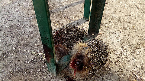 Wer ist fähig zu solch einer Tat? Der Igel muss in dieser Position langsam und qualvoll verendet sein.