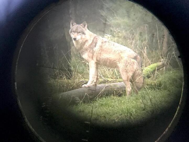 Ein Wolf im Wildpark Eekholt - fotografiert durch ein Zielfernrohr.