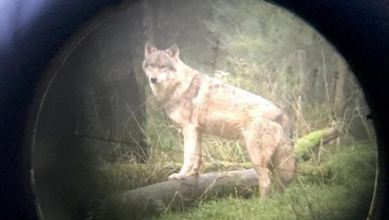 Ein Wolf im Wildpark Eekholt - fotografiert durch ein Zielfernrohr. Ein Wolf im Wildpark Eekholt - fotografiert durch ein Zielfernrohr.
