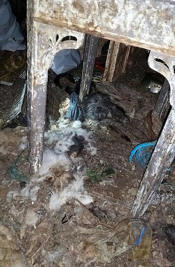 Müll, Exkremente, Tier-Kadaver: Die Bilder aus dem Horror-Haus sind kaum zu ertragen.