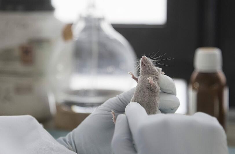 Allein 2,2 Millionen Mäuse wurden in Deutschland 2013 für "Versuche und andere wissenschaftliche Zwecke" verwendet. Tausende kommen in großen Instituten unter. Ein Forscher wie Peter S. kümmert sich nicht um alle selbst.