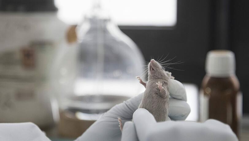 Allein 2,2 Millionen Mäuse wurden in Deutschland 2013 für "Versuche und andere wissenschaftliche Zwecke" verwendet. Tausende kommen in großen Instituten unter. Ein Forscher wie Peter S. kümmert sich nicht um alle selbst. Allein 2,2 Millionen Mäuse wurden in Deutschland 2013 für "Versuche und andere wissenschaftliche Zwecke" verwendet. Tausende kommen in großen Instituten unter. Ein Forscher wie Peter S. kümmert sich nicht um alle selbst.
