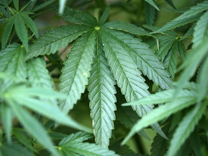Hanf-Pflanzen (Cannabis). Foto: Oliver Berg/dpa/Symbolbild