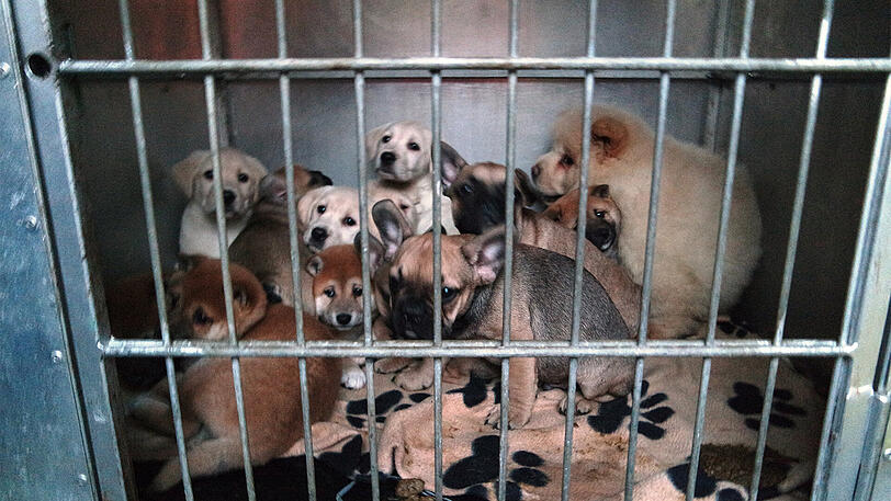 Der Tierschutzverein Nürnberg kümmert sich nun übergangsweise um die 42 Welpen.