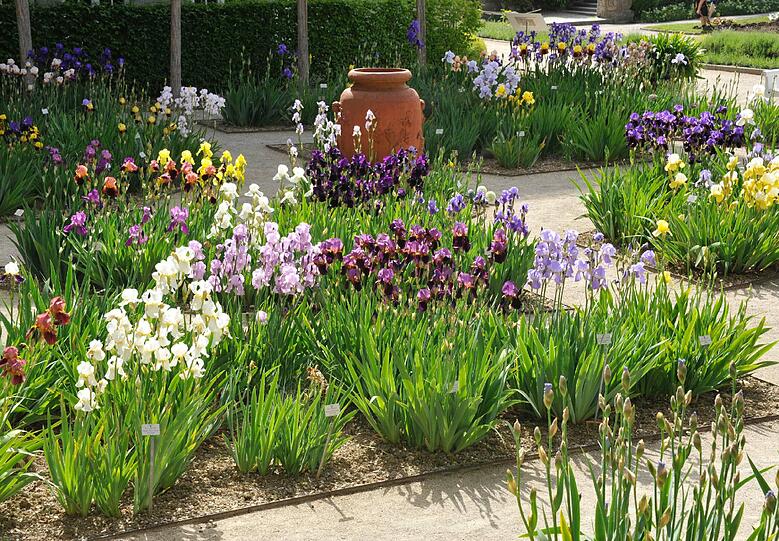 Im Botanischn Garten blüht es derzeit überall, am Pfingstwochenede gibt es außerdem reichlich Programm.