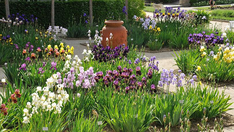 Im Botanischn Garten blüht es derzeit überall, am Pfingstwochenede gibt es außerdem reichlich Programm. Im Botanischn Garten blüht es derzeit überall, am Pfingstwochenede gibt es außerdem reichlich Programm.