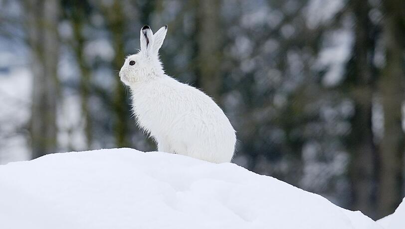 Der Klimawandel macht dem Schneehasen zu schaffen.