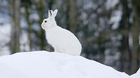 Der Klimawandel macht dem Schneehasen zu schaffen.