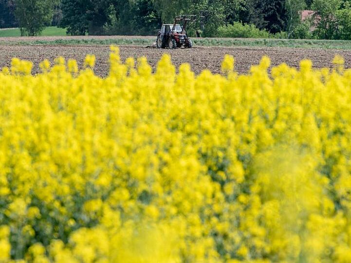 Ein Traktor fährt hinter einem blühenden Rapsfeld. Foto: Armin Weigel/Archiv
