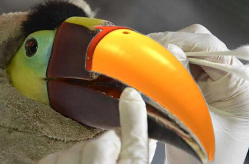 Der geschändete Vogel jetzt mit einem Prothesenentwurf.