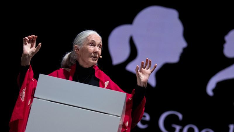 Die britische Verhaltensforscherin Jane Goodall hält in München ihren Vortrag "Reasons for Hope". Die britische Verhaltensforscherin Jane Goodall hält in München ihren Vortrag "Reasons for Hope".
