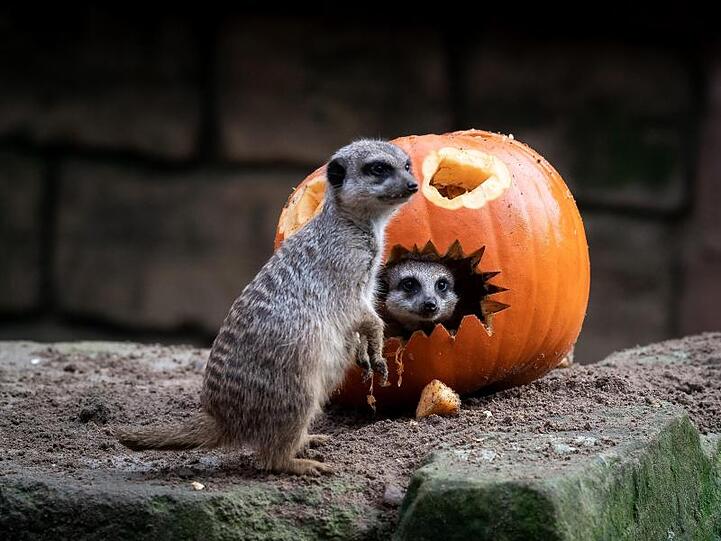 Erdmännchen untersuchen einen Kürbis. Kurz vor Halloween hat der Kürbis Hochkonjunktur, aber die Zeit der Rekordernten scheint vorbei.