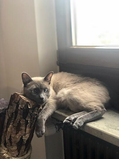 Boris