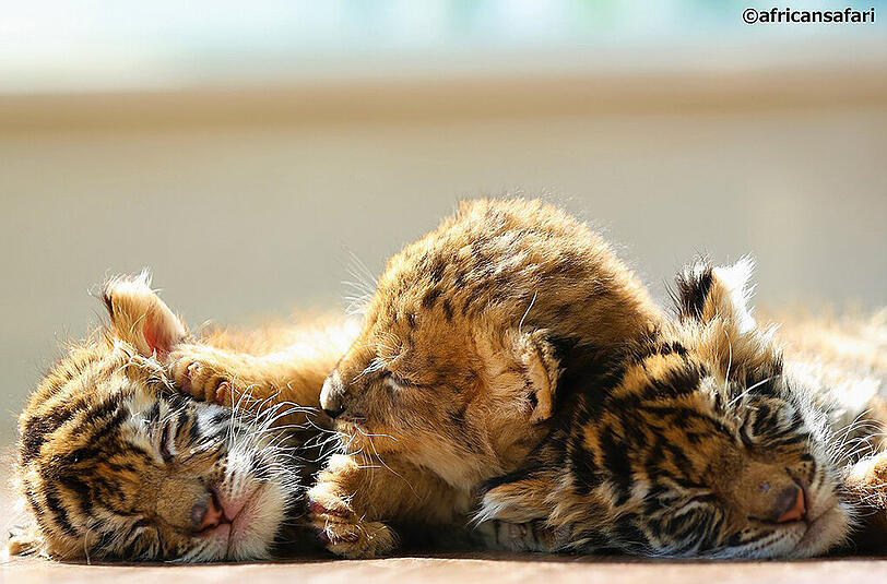 Die beiden kleinen Raubkatzen im japanischen Safari-Zoo