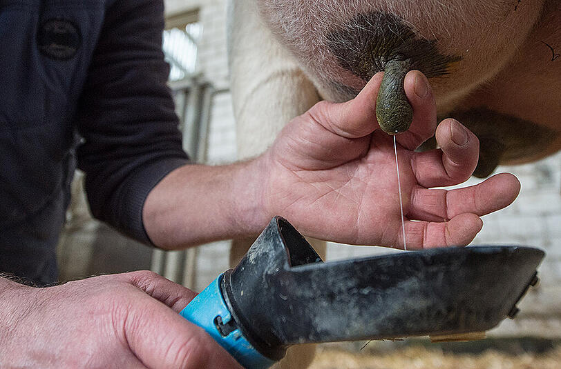 Die Milchbauern leiden seit Monaten unter Niedrigpreisen. Foto: Matthias Balk