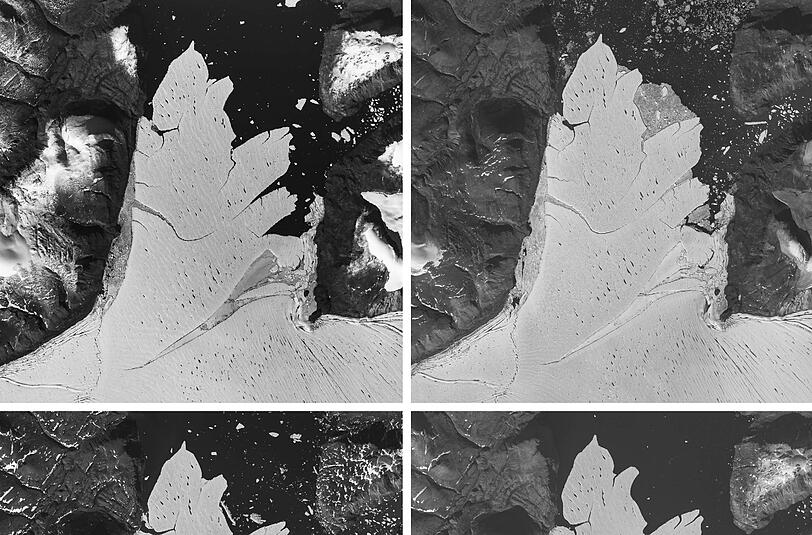 Die Kombo aus Satellitenfotos vom 04.08.2015 (l) und 03.09.2016 zeigt den Abbruch der Eisscholle. Foto: USGS Landsat 8/Karina Hansen/Jason E.Box