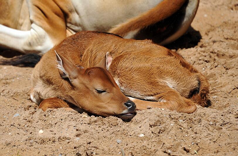 Die Java-Bantengs sind Wildrinder aus Südostasien. Hier schläft Mathilda.