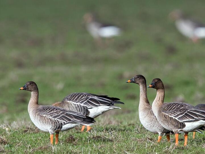 Eine Gruppe Wildgänse steht auf einer Wiese. Foto: Jens Büttner/Archivbild