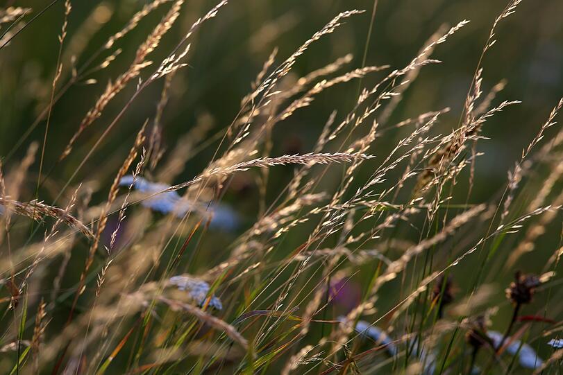 Mit dem Teleobjektiv rückt das Gras am Olympiaberg ganz nah heran.