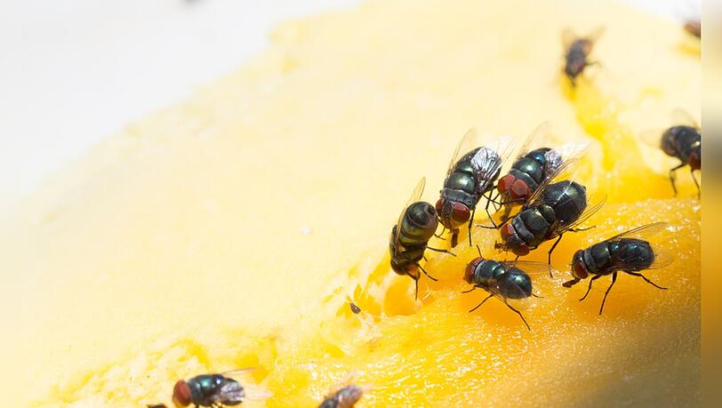 Fruchtfliegen vermehren sich extrem schnell - besonders bei hohen Temperaturen.