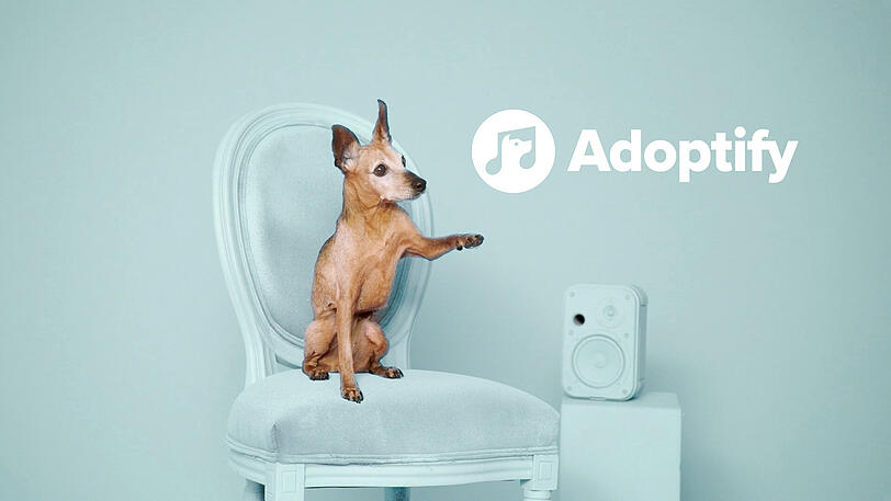 Zwergpinscher Gloria steht auf Hip-Hop-Musik.