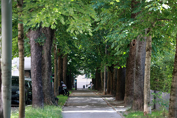 Eigentlich ist das Westend ja dicht bebaut. Aber erstaunlich viel Grün findet sich am Gollierplatz. Eigentlich ist das Westend ja dicht bebaut. Aber erstaunlich viel Grün findet sich am Gollierplatz.