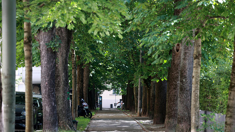 Eigentlich ist das Westend ja dicht bebaut. Aber erstaunlich viel Grün findet sich am Gollierplatz. Eigentlich ist das Westend ja dicht bebaut. Aber erstaunlich viel Grün findet sich am Gollierplatz.